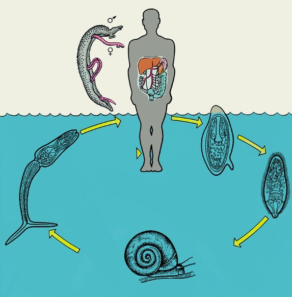 Schistosoma elutsükli diagramm