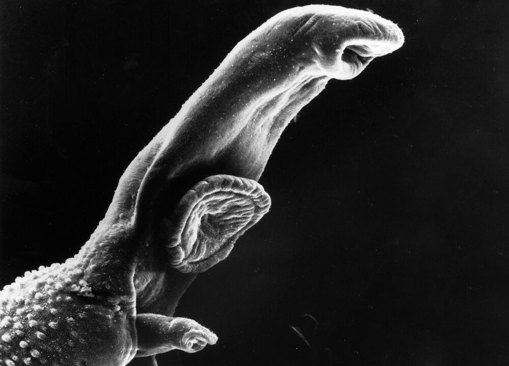 Schistosoma on parasiit, kelle elutsükkel vajab vahepealset peremeesorganismi. 