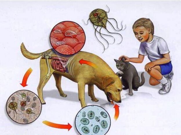 lapse parasiitidega nakatamise viisid